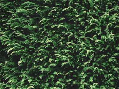 Green fir background texture. Nature backdrop wallpaper