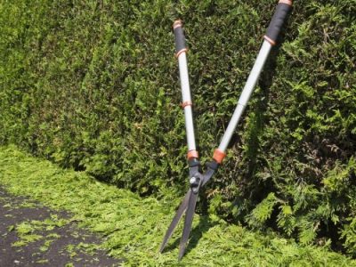 Clipped Thuja occidentalis - cedar tree hedge with garden shears and trimmings on black asphalt driveway in summer, Quebec, Canada