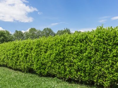 Green bush on bright blue sunny sky background