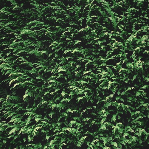 Green fir background texture. Nature backdrop wallpaper