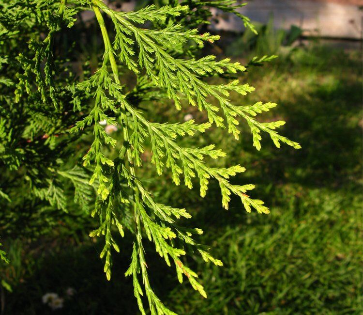 leylandii
