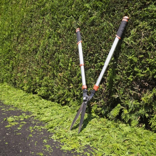 Clipped Thuja occidentalis - cedar tree hedge with garden shears and trimmings on black asphalt driveway in summer, Quebec, Canada