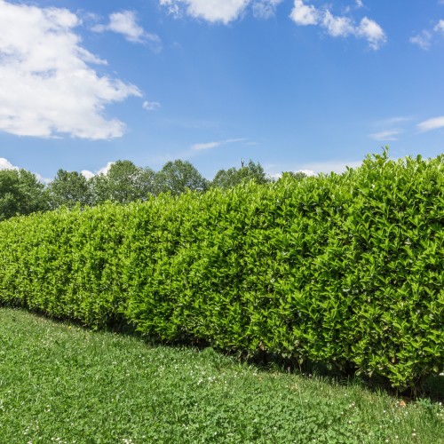 Green bush on bright blue sunny sky background